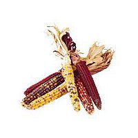 Fresh Indian Corn, 1 each