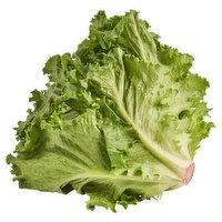 Green Leaf Lettuce, 1 ct, 9 oz