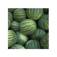 Fresh Sugar baby Melons, 1 each