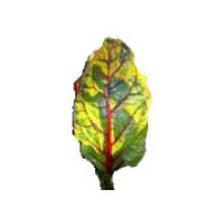 Red Swiss Chard, 1 pound