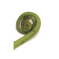 Fresh Fiddleheads, 1 pound