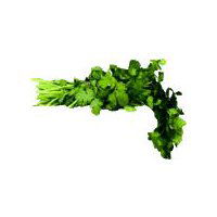 Italian Parsley, 1 bunch, 1 each, 1 Each