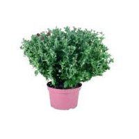 Saints San Judas Potted Mums, 1 each, 1 Each