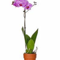 The Floral Shoppe Phalaenopsis Orchid Plant, 5'' Pot, 1 each