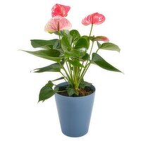 Anthurium in Plastic Pot 5"