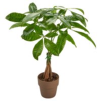 Money Tree in Clay Pot 5"
