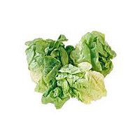 Hydroponic Boston Lettuce, 1 each