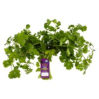 Cal-Organic Farms Organic Cilantro