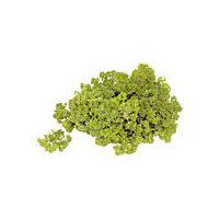 Parsley Organically Grown - Curly, 1 each