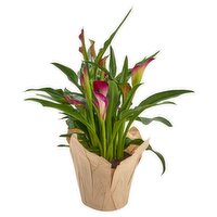 Calla Lily Plant 6"