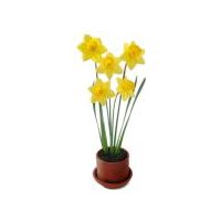 Floral Shoppe Daffodil, 1 each