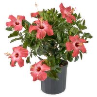 The Floral Shoppe Hibiscus Bush , 1 each