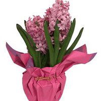 The Floral Shoppe Hyacinth Plant, 6'' Pot, 1 each