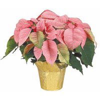 The Floral Shoppe Pink Poinsettia, 6 in., 1 each