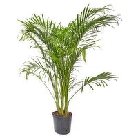The Floral Shoppe Tropical Palm Plant, 10"