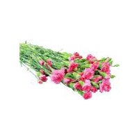 The Floral Shoppe Poms 7-Stem Bunch, 1 each