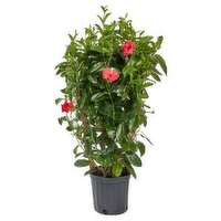 The Floral Shoppe Mandavilla on Trellis