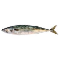 Fresh Whole Boston Mackerel