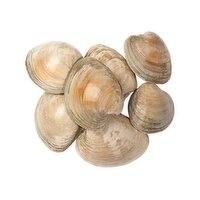 Fresh Chowder Clams