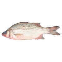 Fresh White Bass