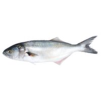 Fresh Bluefish