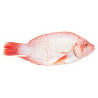 Fresh Whole Fully Cleaned Red Tilapia, 1 Pound