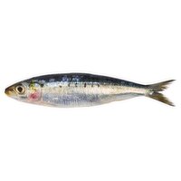 Fresh Whole Sardines