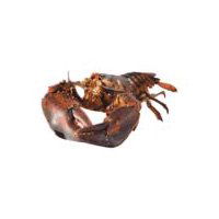 Fresh Seafood Department Wild Caught Live Lobsters, 1 pound