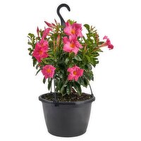 The Floral Shoppe Dipladenia Hanging Basket, 1 each