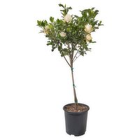 The Floral Shoppe Gardenia Tree