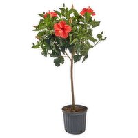 The Floral Shoppe Hibiscus Tree, 1 each