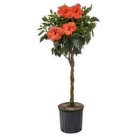 The Floral Shoppe Braided Hibiscus 10" Hibiscus Plants - Assorted Brands, 1 each