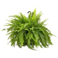 Fern Hanging Basket 10"