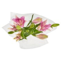 L.A. Lily