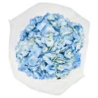 Blue Hydrangea