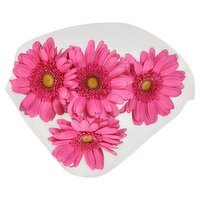 Large Gerbera Daisy