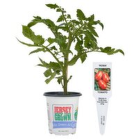 The Floral Shoppe Premium Annual and Vegetable Plants, 1 each