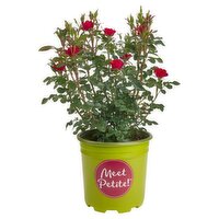 2 Gallon Knock Out Rose