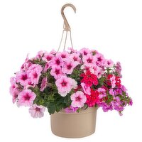 The Floral Shoppe Flowering Annual Plants, 1 each