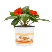 The Floral Shoppe Sunpatiens, 1 each