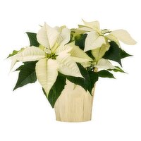 White Poinsetta 6"