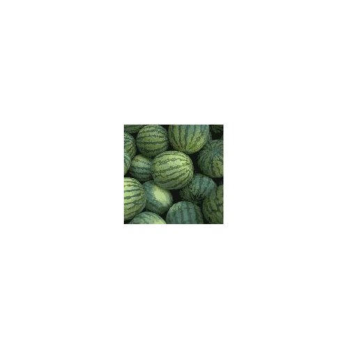 Fresh Sugar baby Melons, 1 each