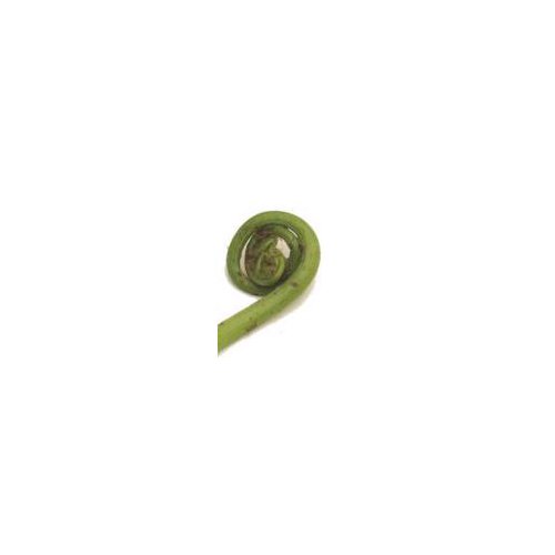 Fresh Fiddleheads, 1 pound