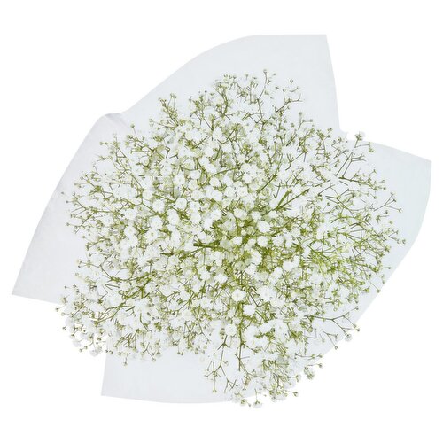 Gypsophilia "Baby's Breath" Bunch