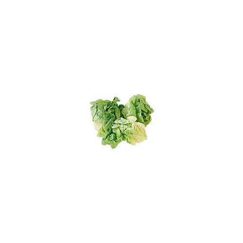 Hydroponic Boston Lettuce, 1 each