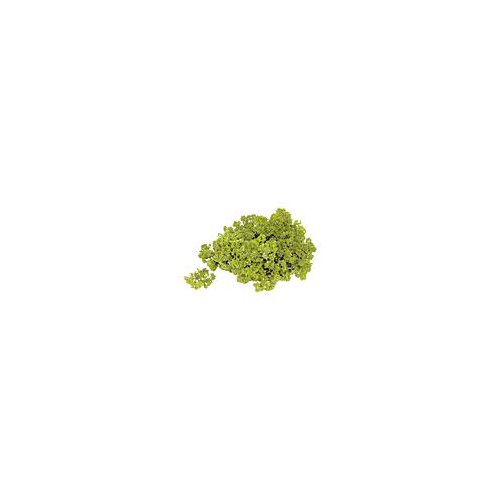 Parsley Organically Grown - Curly, 1 each