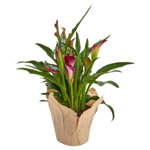 The Floral Shoppe Calla Lily Plant, 1 each