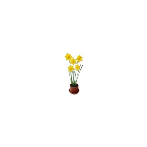 Floral Shoppe Daffodil, 1 each