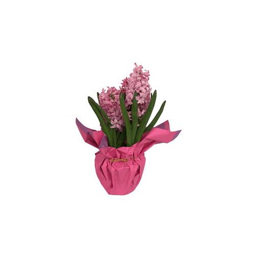 The Floral Shoppe Hyacinth Plant, 6'' Pot, 1 each