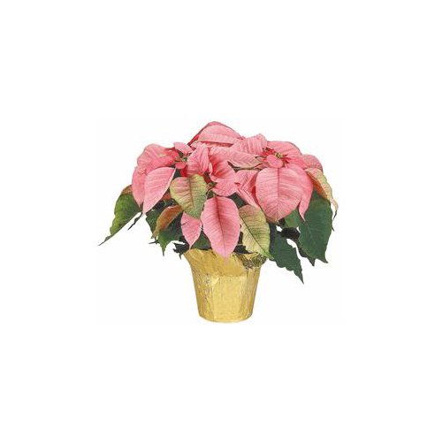 The Floral Shoppe Pink Poinsettia, 6 in., 1 each